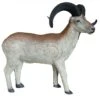 100275 Leitold Marco Polo Sheep