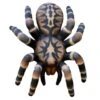 100370 Leitold Bird Spider 2 100370 Leitold Bird Spider -Bogenwelt Verkauf 3D 0155 Vogelspinne