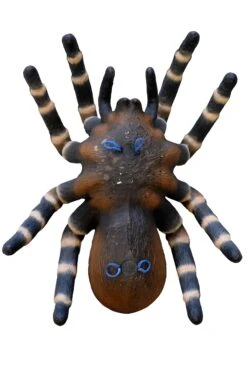 100370 Leitold Bird Spider 5 100370 Leitold Bird Spider -Bogenwelt Verkauf 3D 0155 Vogelspinne back