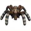 100373 Leitold Little Bird Spider -Bogenwelt Verkauf 3D 0158 Kleine Vogelspinne