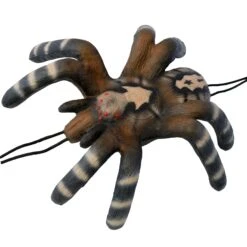 100373 Leitold Little Bird Spider -Bogenwelt Verkauf 3D 0158 Kleine Vogelspinne 1