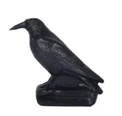60172 FB Carrion Crow