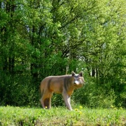 60419 Longlife Timber Wolf -Bogenwelt Verkauf 60419 03